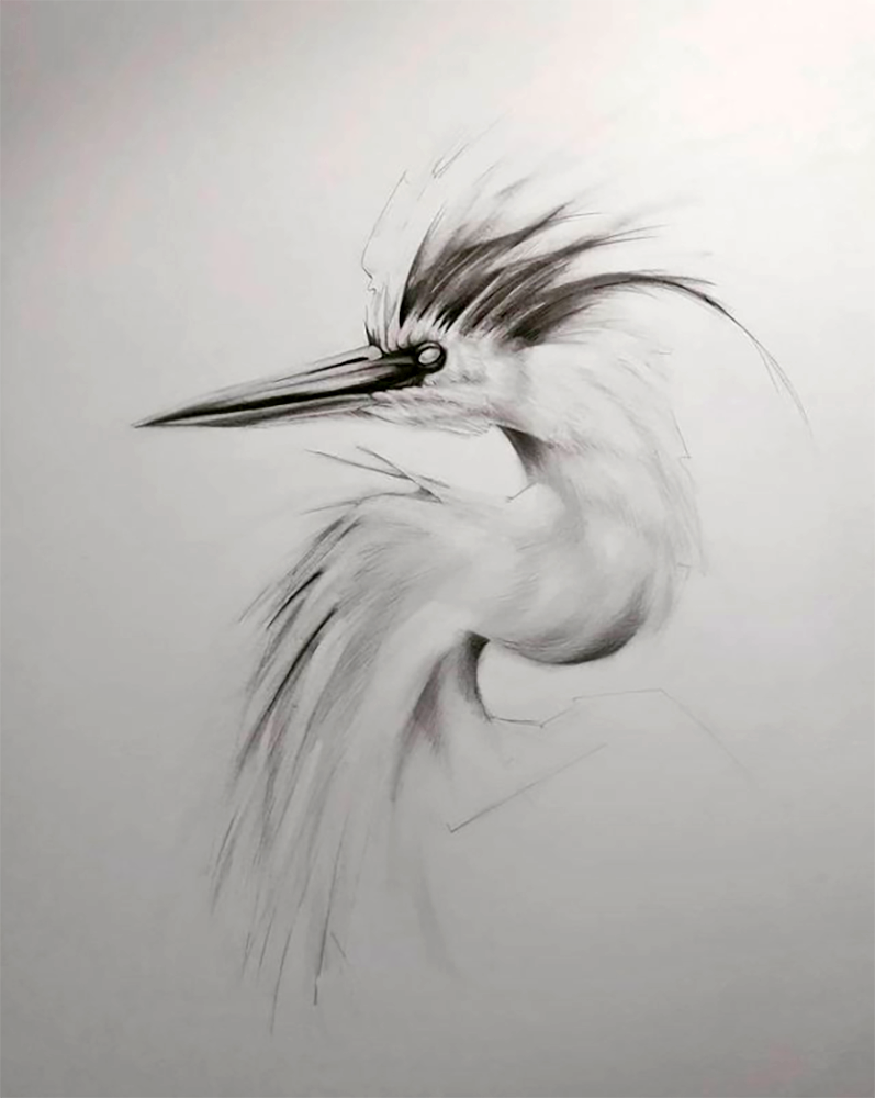 Graphite drawing of a heron bird against a white background