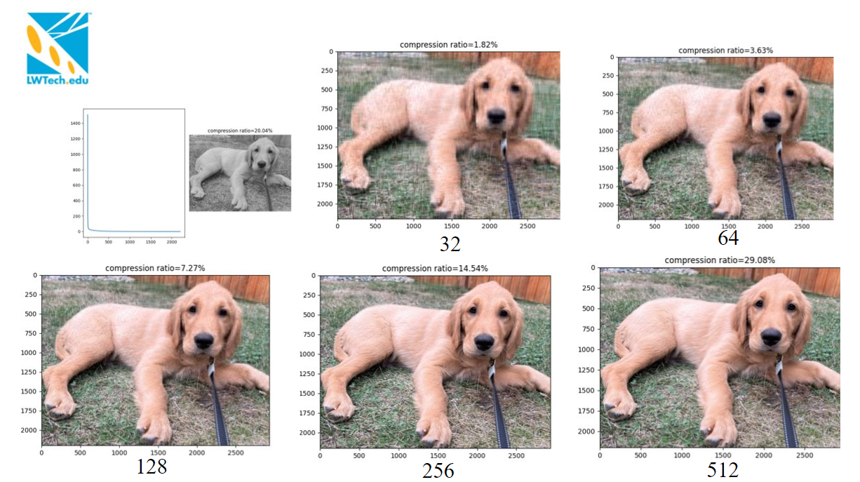 Images of dogs in different stages of resolution and imaging