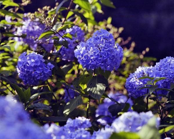 Blue hydrangeas.