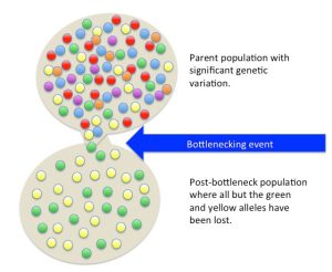 Illustration of bottleneck effect