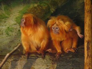 pair of golden lion tamarins sitting on a tree branch