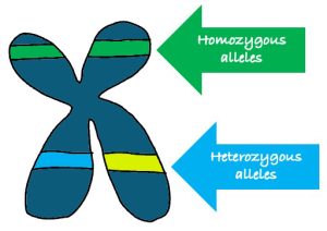 Diagram of alleles