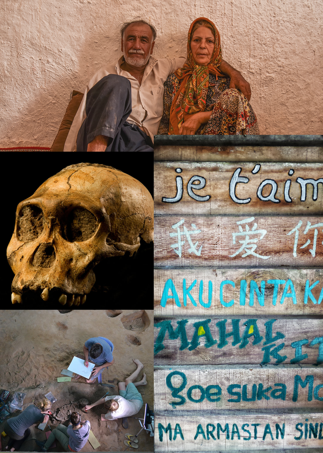 Cover image for Survey of Anthropology