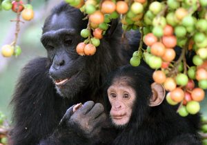 Mother chimpanzee and infant
