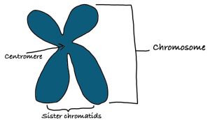 Diagram of a chromosome