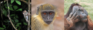 Photos of three different haplorrhines: tarsier, monkey, ape