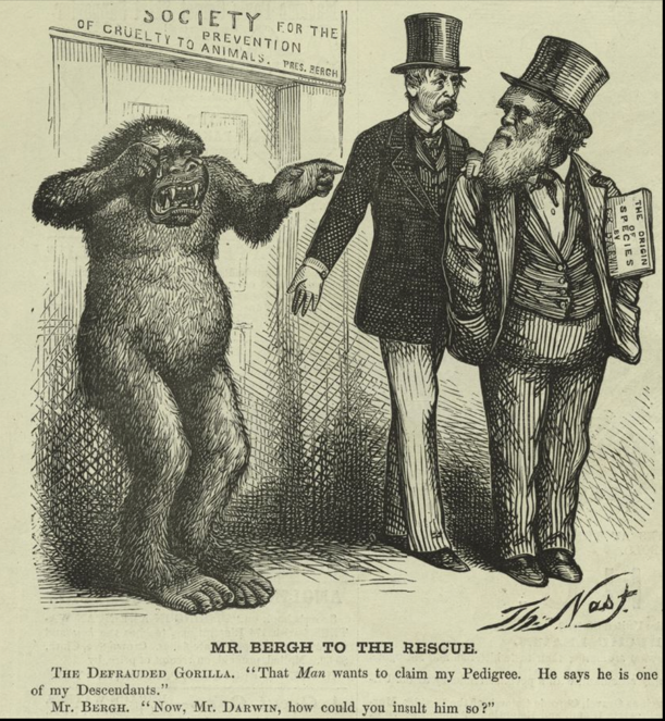 Cartoon "Mr Bergh to the rescue." Gorilla with two 19th century men, one of whom is Darwin.