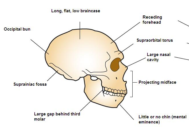 diagram of a Neanderthal skull