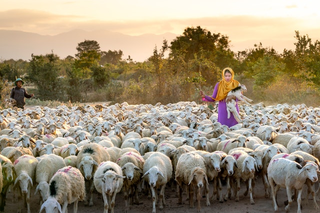 Sheep herder (pastoralist)