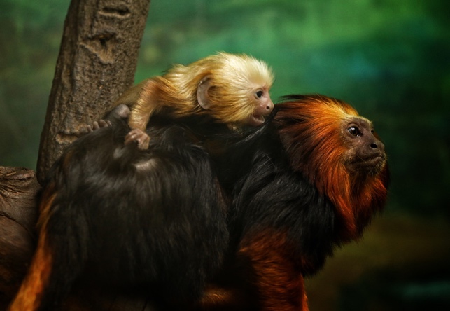 Adult golden lion tamarin with infant on its back