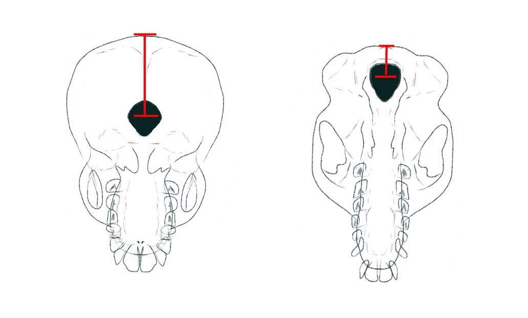 sketch showing position of foramen magnum on a human skull and a chimpanzee skull