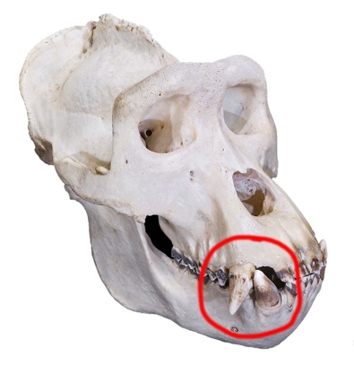 picture of gorilla skull showing honing complex