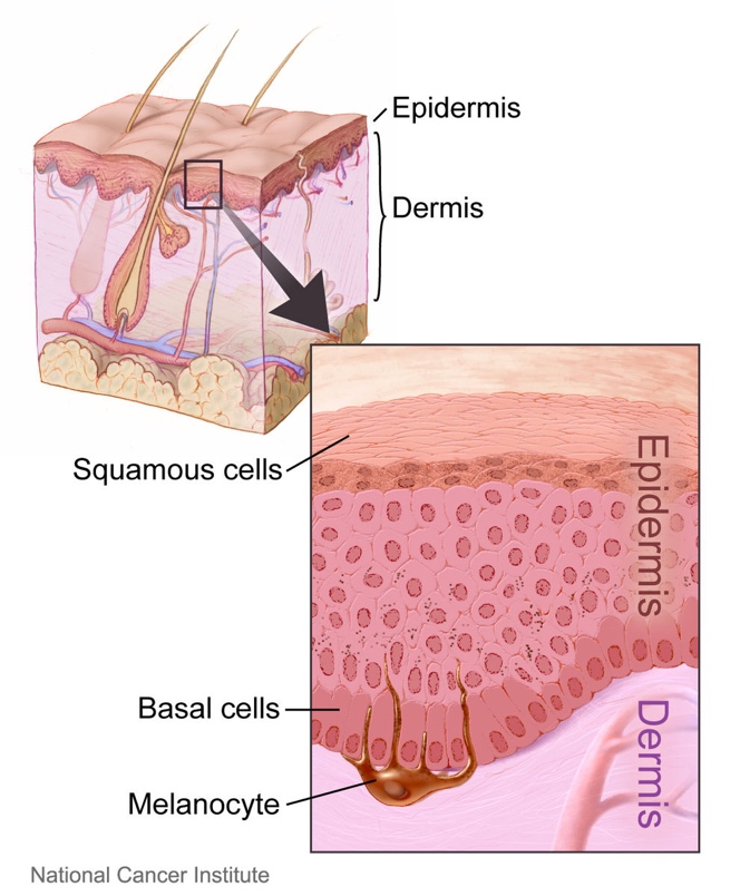 illustration of skin components