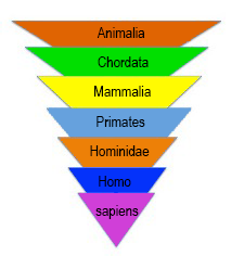 Human taxonomy