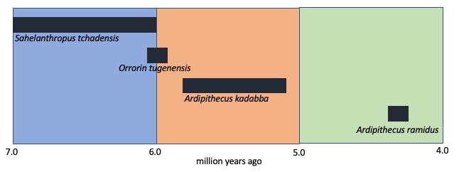 Timeline of proto-hominin evolution
