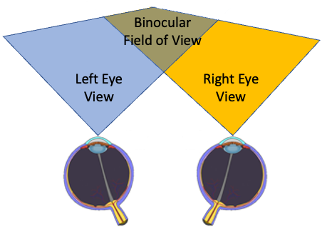 illustration of binocular vision
