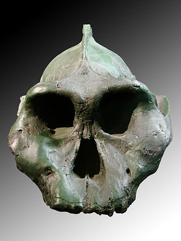 Picture of Paranthropus aethiopicus skull