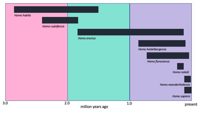 Timeline of genus Homo evolution