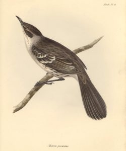 Drawing of a Galapagos mockingbird by John Gould