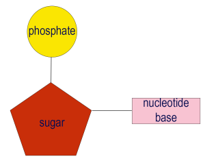 illustration of nucleotide