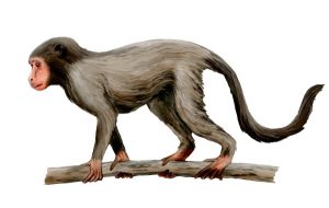 drawing proposing what Aegyptopithecus looked like