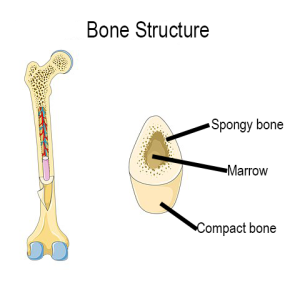illustration of bone structure