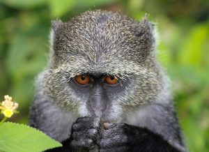 monkey staring into the camera with hands covering mouth
