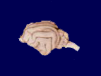 cat brain