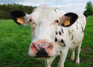 white cow with black spots