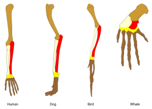 diagram of human, dog, bird, and whale forelimbs as illustration of homologies