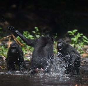Celebes crested macaques fighting in water