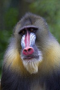 photo of a male mandrill with blue, red, and white nose