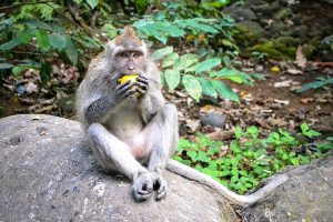 Crab eating macaque eating fruit