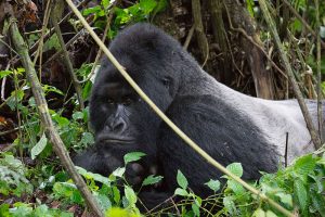 male silverback mountain gorilla laying in the forest