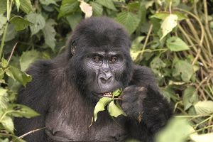 photo of a mountain gorilla eating leaves