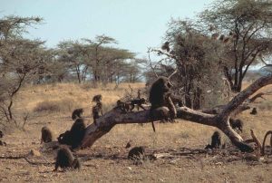 group of Olive baboons sitting on a dead tree