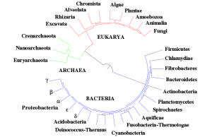 phylogenetic tree of lige