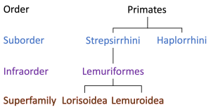 Strepsirhini classification