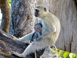 photo of female vervet monkey holding an infant on her belly, sitting in a tree