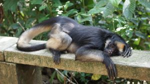 White-bellied spider monkey resting on a cement railing