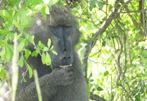 baboon eating fruit; trees in the background