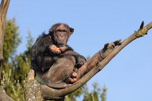 chimpanzee mother and child sitting on a tree branch