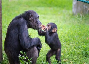 photo of female chimpanzee being fed by her infant
