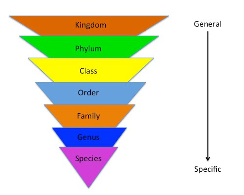 diagram of classification