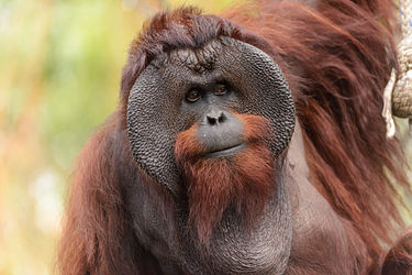 photo of a mature male Bornean orangutan with cheek flanges