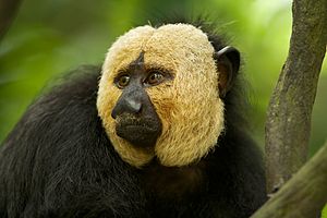 photo of the face of a white-faced saki monkey