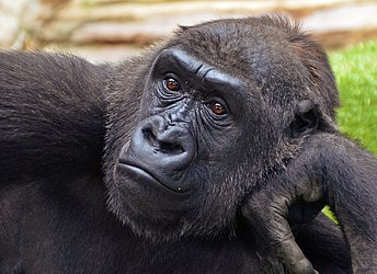 Western lowland gorilla reclining with head propped on hand