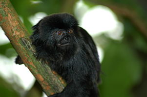 black titi monkey clinging to a branch