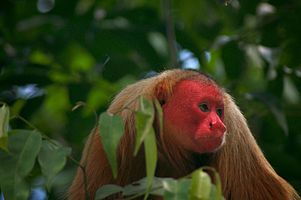 red-faced uakari monkey