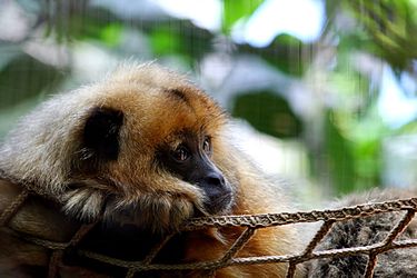 howler monkey laying on a rope net